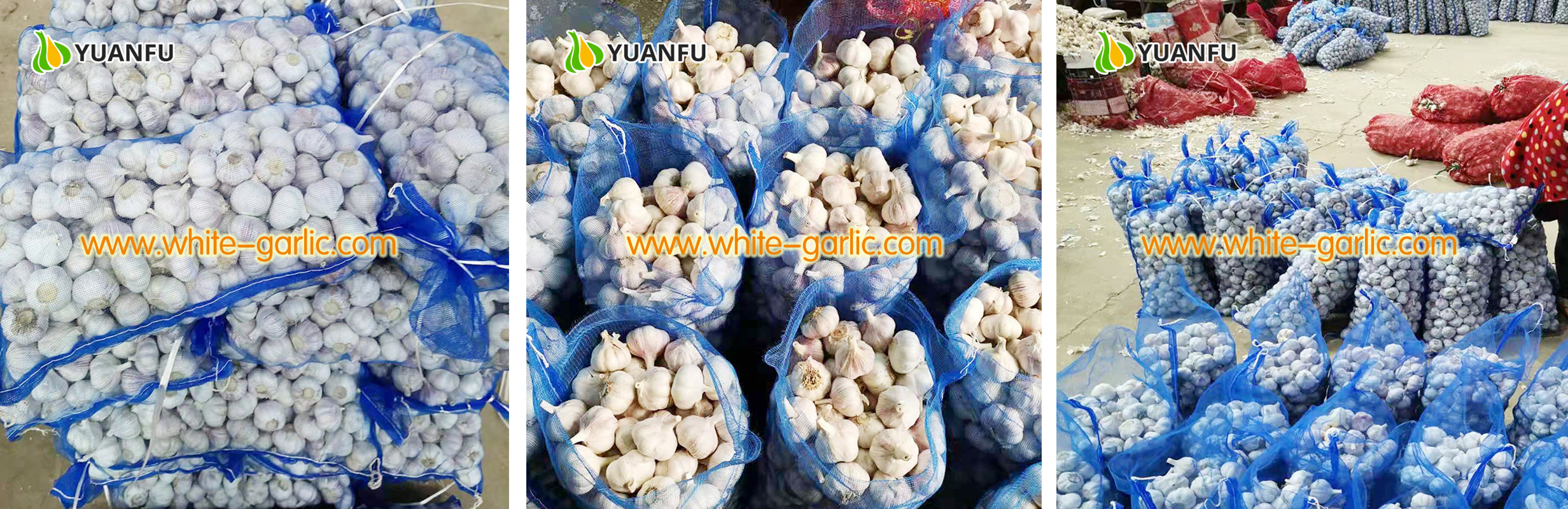 garlic sellers